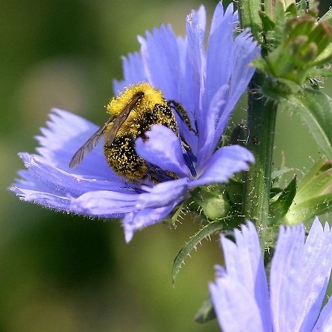 Bumblebee dusted with squash pollen and on a chicory flower This bee had just left a squash flower before landing on the chicory. Cichorium intybus,Common Chicory,Geotagged,Summer,United States,bumblebee,pollen