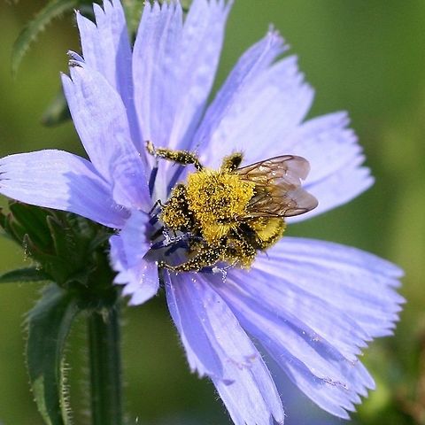 Bumblebee dusted with squash pollen and on a chicory flower This bee had just left a squash flower before landing on the chicory. Cichorium intybus,Common Chicory,Geotagged,Summer,United States,bumblebee,pollen