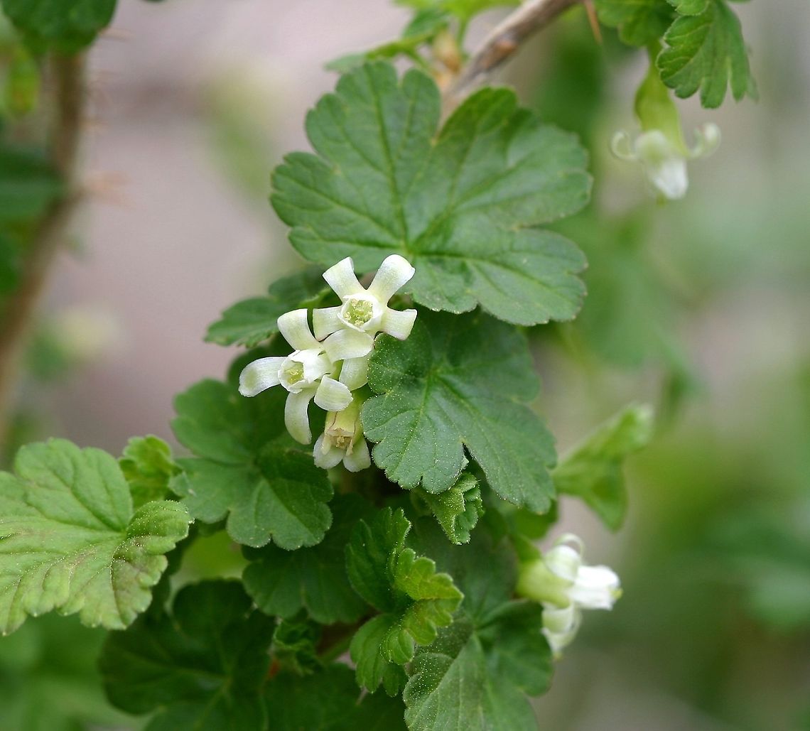 Ribes oxyacanthoides Ribes oxyacanthoides (Northern Gooseberry) cultivated in a &quot;natural&quot; garden that mimics its habit of shallow, rocky soil in full sun. The plants bloom very early (May 3rd here), are strongly fragrant in spite of their small size, and are pollinated by bumblebees. It produces small blackish berries and also spreads but underground runners. Geotagged,Minnesota,Northern Gooseberry,Ribes oxyacanthoides,Spring,United States,bee plants,bumblebee