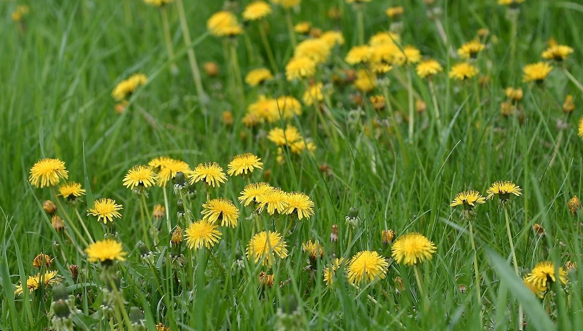 Taraxacum officinale Taraxacum officinale in a lawn. While many millions (billions?) are spent each year to eradicate this pant from lawns they do provide a source of nectar and pollen for bees and butterflies. The seeds are eaten by American Goldfinches (Spinus tristis). American Goldfinch,Common dandelion,Geotagged,Minnesota,Spring,Taraxacum officinale,United States,bee plants,yellow flowers