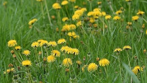 Taraxacum officinale Taraxacum officinale in a lawn. While many millions (billions?) are spent each year to eradicate this pant from lawns they do provide a source of nectar and pollen for bees and butterflies. The seeds are eaten by American Goldfinches (Spinus tristis). American Goldfinch,Common dandelion,Geotagged,Minnesota,Spring,Taraxacum officinale,United States,bee plants,yellow flowers