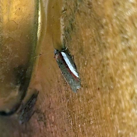 Acleris celiana Acleris celiana Acleris celiana,Geotagged,Spring,United States