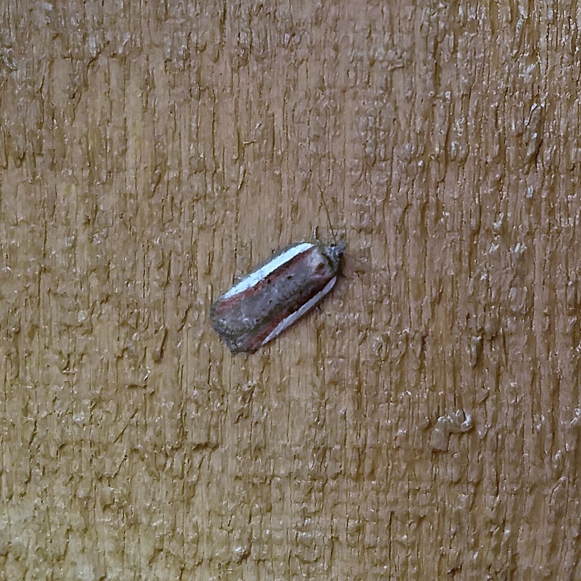 Acleris celiana Acleris celiana Acleris celiana,Geotagged,Spring,United States