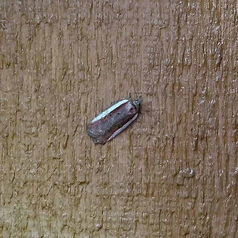 Acleris celiana Acleris celiana Acleris celiana,Geotagged,Spring,United States