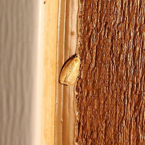 Acleris curvalana Acleris curvalana Acleris curvalana,Geotagged,Summer,United States