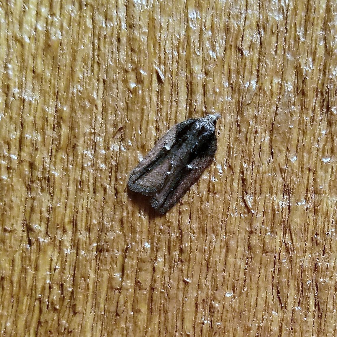 Acleris flavivittana Acleris flavivittana Acleris flavivittana,Geotagged,Spring,United States