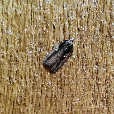 Acleris flavivittana Acleris flavivittana Acleris flavivittana,Geotagged,Spring,United States