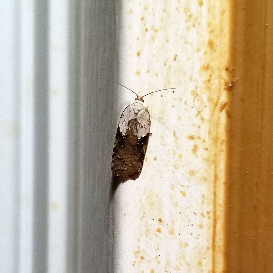 Acleris fragariana Acleris fragariana Acleris,Acleris fragariana,Geotagged,Spring,United States,early spring moth,moth