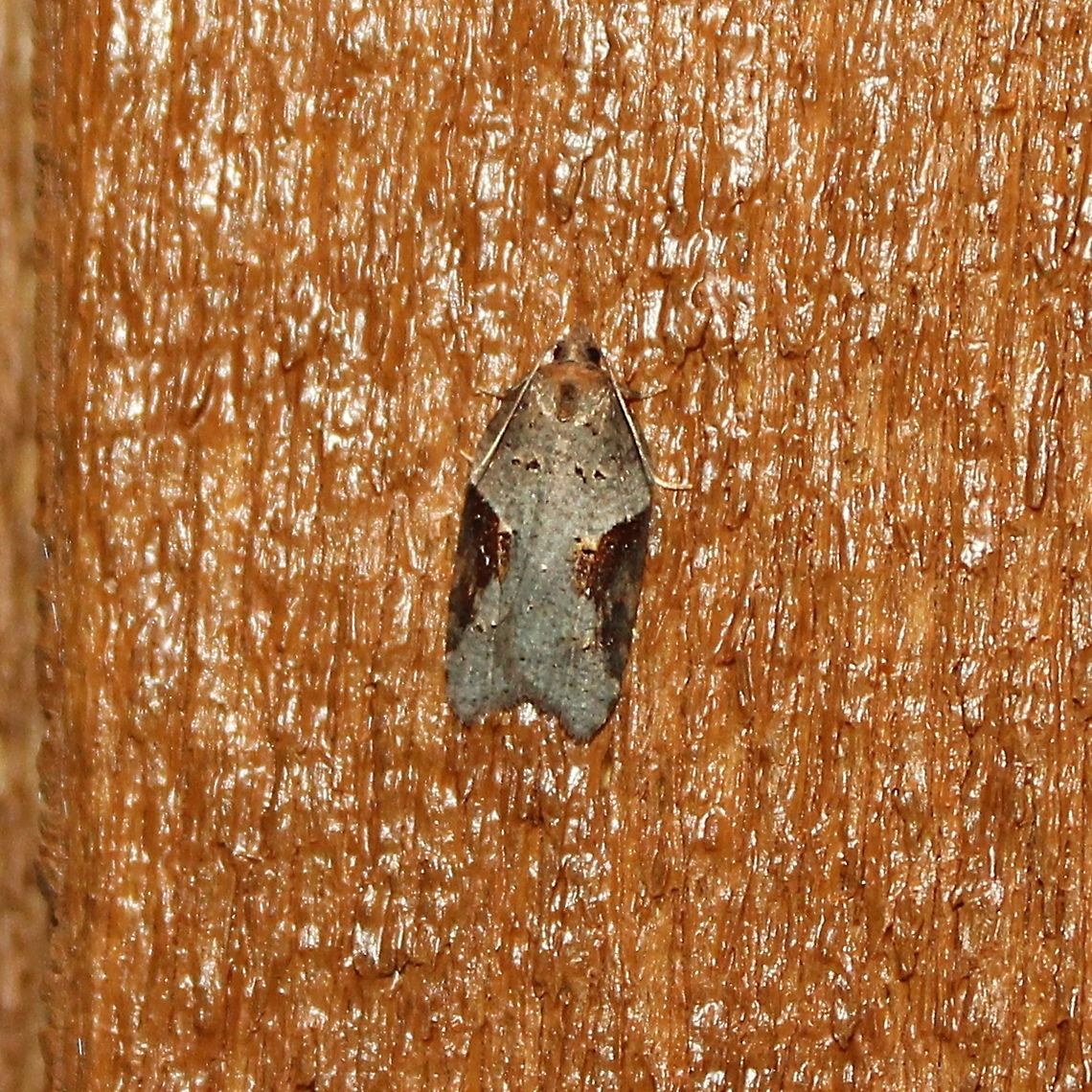 Acleris macdunnoughi Acleris macdunnoughi<br />
<br />
<a href="https://bugguide.net/node/view/743226" rel="nofollow">https://bugguide.net/node/view/743226</a><br />
<a href="http://mothphotographersgroup.msstate.edu/species.php?hodges=3506" rel="nofollow">http://mothphotographersgroup.msstate.edu/species.php?hodges=3506</a> Acleris macdunnoughi,Fall,Geotagged,Lepidoptera,Tortricidae,Tortricini,United States,insect,moth