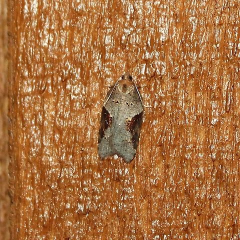 Acleris macdunnoughi Acleris macdunnoughi

https://bugguide.net/node/view/743226
http://mothphotographersgroup.msstate.edu/species.php?hodges=3506 Acleris macdunnoughi,Fall,Geotagged,Lepidoptera,Tortricidae,Tortricini,United States,insect,moth