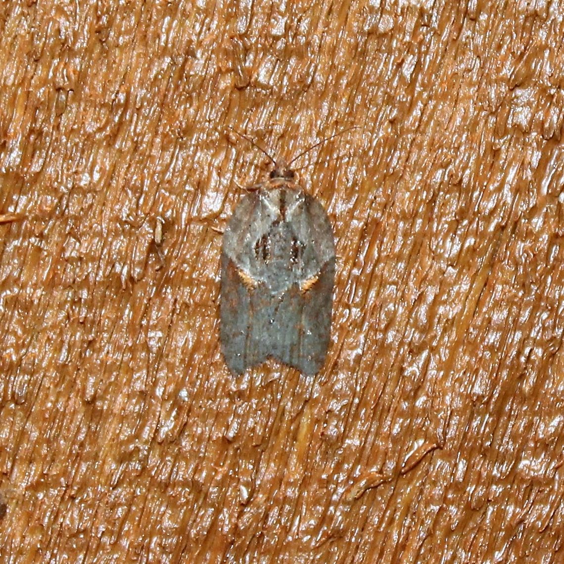 Acleris sp. Might be Acleris busckana, Acleris bowmanana, or Acleris macdunnoughi. Acleris bowmanana,Acleris busckana,Acleris macdunnoughi,Geotagged,Lepidoptera,Summer,Tortricidae,Tortricini,United States,insect,moth