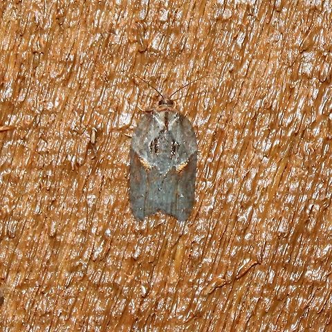 Acleris sp. Might be Acleris busckana, Acleris bowmanana, or Acleris macdunnoughi. Acleris bowmanana,Acleris busckana,Acleris macdunnoughi,Geotagged,Lepidoptera,Summer,Tortricidae,Tortricini,United States,insect,moth