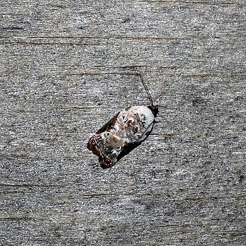 Acleris nivisellana Acleris nivisellana Acleris,Acleris nivisellana,Geotagged,Snowy-shouldered acleris moth,Spring,United States,moth