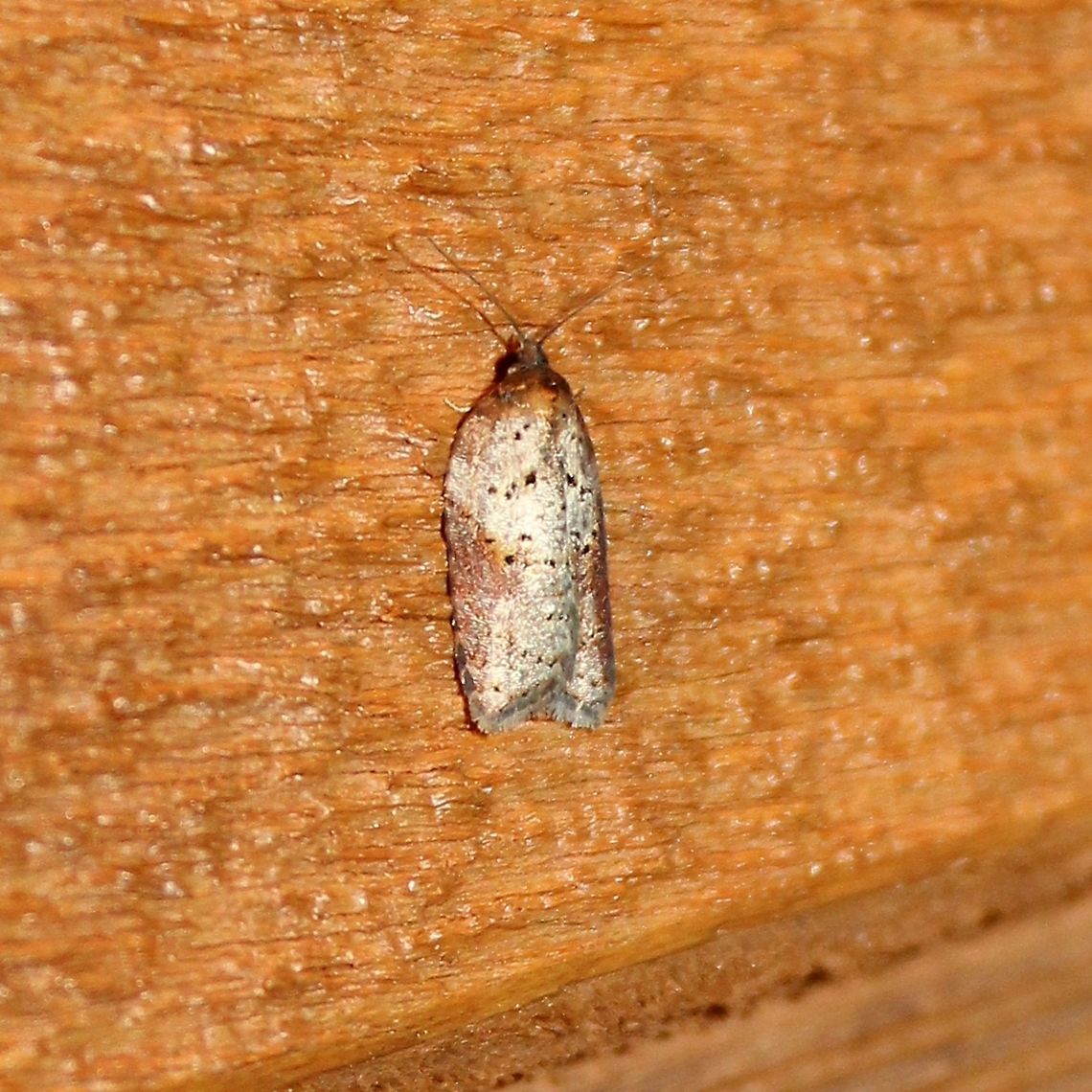 Acleris schalleriana Acleris schalleriana (Viburnum Button or Schaller&#039;s Acleris ) Acleris schalleriana,Geotagged,Spring,United States