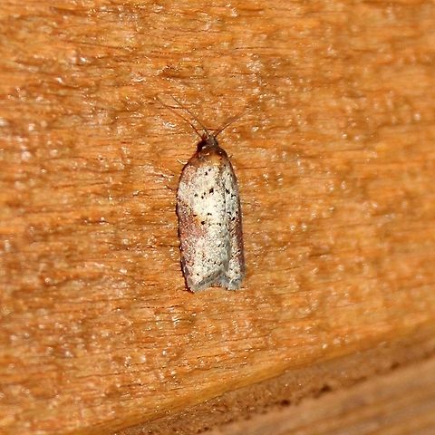 Acleris schalleriana Acleris schalleriana (Viburnum Button or Schaller's Acleris ) Acleris schalleriana,Geotagged,Spring,United States