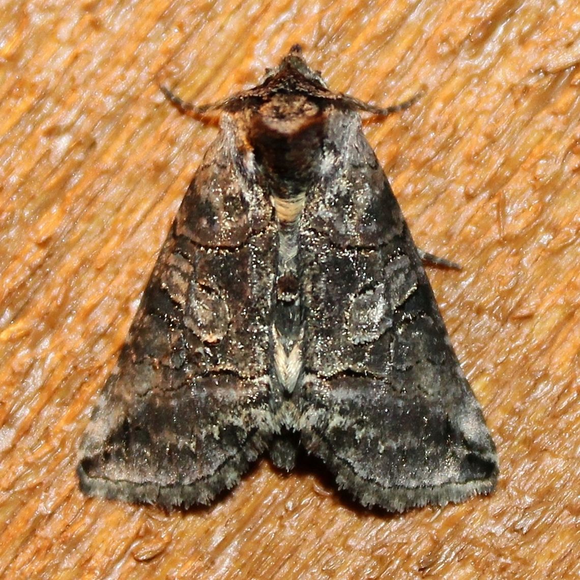 Abrostola urentis Abrostola urentis Abrostola urentis,Geotagged,Spectacled Nettle Moth,Summer,United States