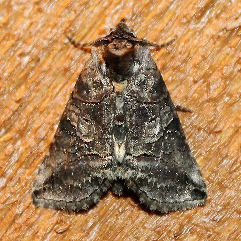 Abrostola urentis Abrostola urentis Abrostola urentis,Geotagged,Spectacled Nettle Moth,Summer,United States