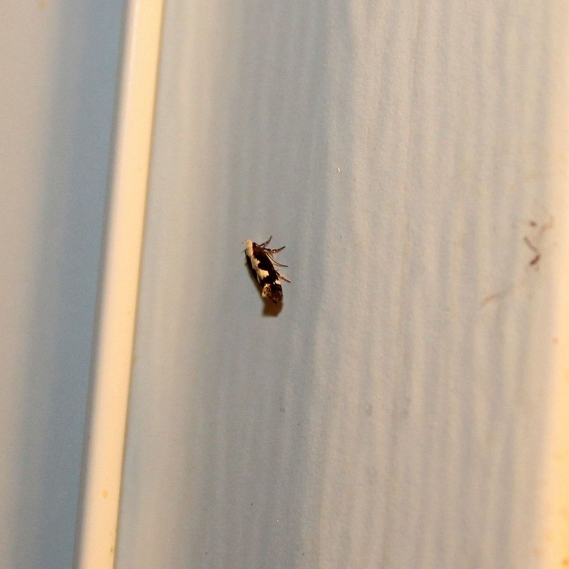 Agnippe prunifoliella Agnippe prunifoliella<br />
<br />
<figure class="photo"><a href="https://www.jungledragon.com/image/75621/agnippe_prunifoliella.html" title="Agnippe prunifoliella"><img src="https://s3.amazonaws.com/media.jungledragon.com/images/3383/75621_thumb.JPG?AWSAccessKeyId=05GMT0V3GWVNE7GGM1R2&Expires=1769040010&Signature=VjmKqMLGRhtOGngaD813pai8gNI%3D" width="200" height="200" alt="Agnippe prunifoliella Agnippe prunifoliella<br />
<br />
https://www.jungledragon.com/image/75620/agnippe_prunifoliella_9185.html Agnippe prunifoliella,Geotagged,Summer,United States" /></a></figure> Agnippe prunifoliella,Geotagged,Summer,United States