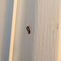 Agnippe prunifoliella Agnippe prunifoliella<br />
<br />
https://www.jungledragon.com/image/75621/agnippe_prunifoliella.html Agnippe prunifoliella,Geotagged,Summer,United States