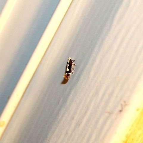 Agnippe prunifoliella Agnippe prunifoliella

https://www.jungledragon.com/image/75620/agnippe_prunifoliella_9185.html Agnippe prunifoliella,Geotagged,Summer,United States