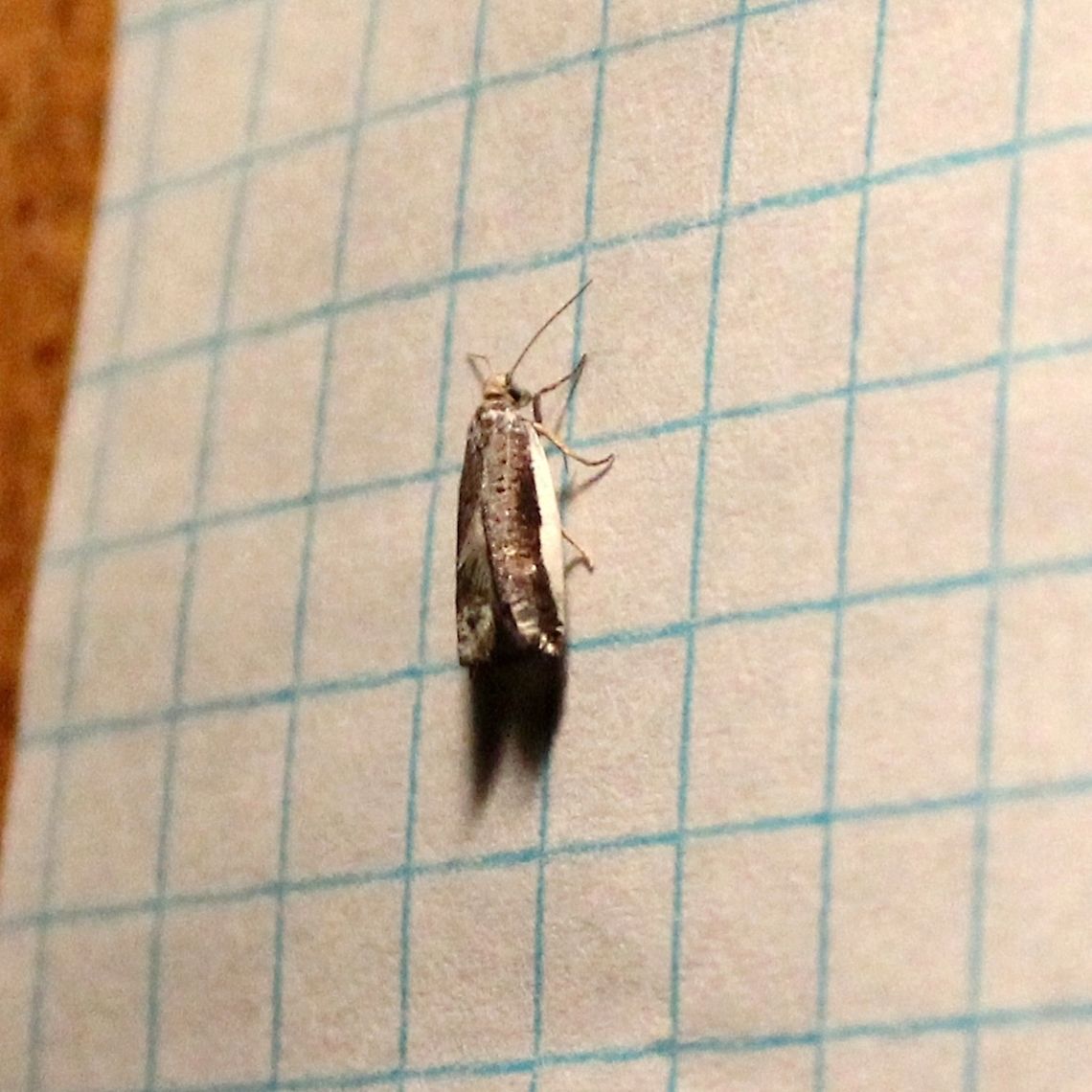 Ancylis albacostana Ancylis albacostana (White-edged Ancylis Moth). Apparently not previously reported from Minnesota.<br />
<br />
<a href="https://bugguide.net/node/view/1527198/bgimage" rel="nofollow">https://bugguide.net/node/view/1527198/bgimage</a> Ancylis albacostana,Geotagged,Minnesota,Spring,United States,White-edged Ancylis Moth