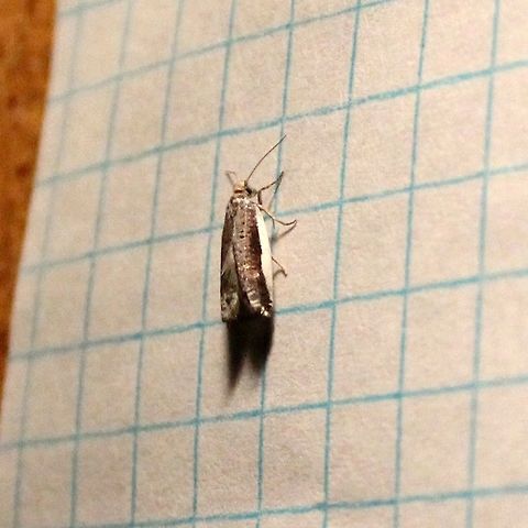 Ancylis albacostana Ancylis albacostana (White-edged Ancylis Moth). Apparently not previously reported from Minnesota.

https://bugguide.net/node/view/1527198/bgimage Ancylis albacostana,Geotagged,Minnesota,Spring,United States,White-edged Ancylis Moth