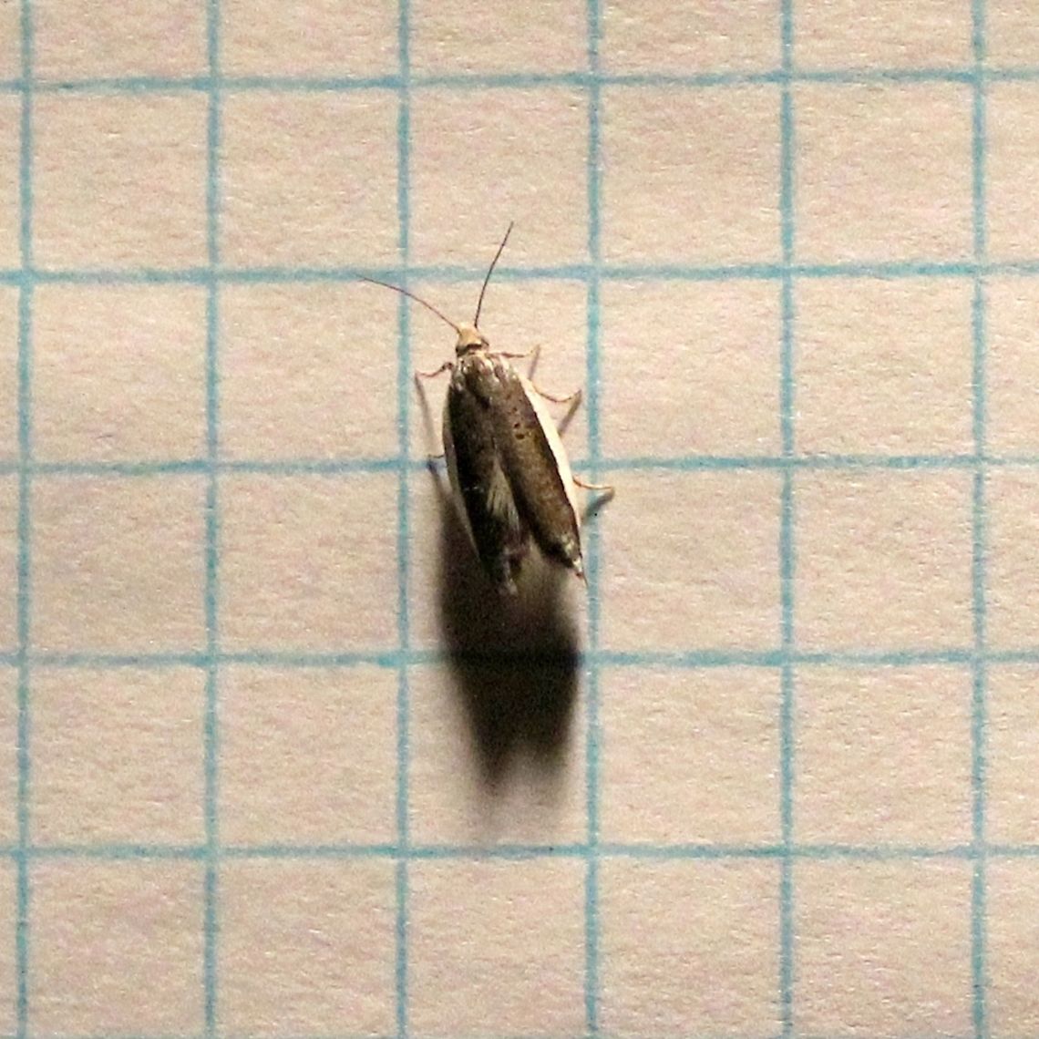 Ancylis albacostana Ancylis albacostana<br />
<br />
<a href="https://bugguide.net/node/view/1527198/bgimage" rel="nofollow">https://bugguide.net/node/view/1527198/bgimage</a> Ancylis albacostana,Geotagged,Spring,United States,White-edged Ancylis Moth