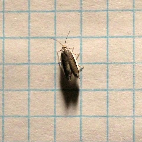 Ancylis albacostana Ancylis albacostana

https://bugguide.net/node/view/1527198/bgimage Ancylis albacostana,Geotagged,Spring,United States,White-edged Ancylis Moth