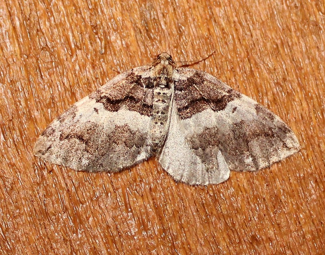 Anticlea vasiliata Anticlea vasiliata Anticlea vasiliata,Geotagged,Spring,United States,Variable carpet moth,carpet moth,geometridae,insect,moth