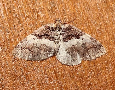 Anticlea vasiliata Anticlea vasiliata Anticlea vasiliata,Geotagged,Spring,United States,Variable carpet moth,carpet moth,geometridae,insect,moth