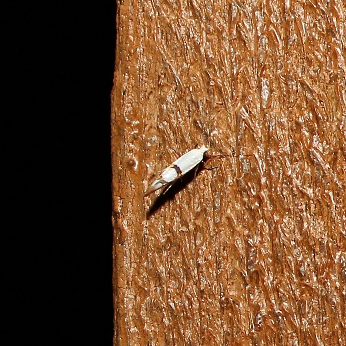Argyresthia oreasella Argyresthia oreasella (Cherry Shoot Borer) Argyresthia oreasella,Cherry Shoot Borer,Geotagged,Lepidoptera,Summer,United States,Yponomeutidae,insect,moth