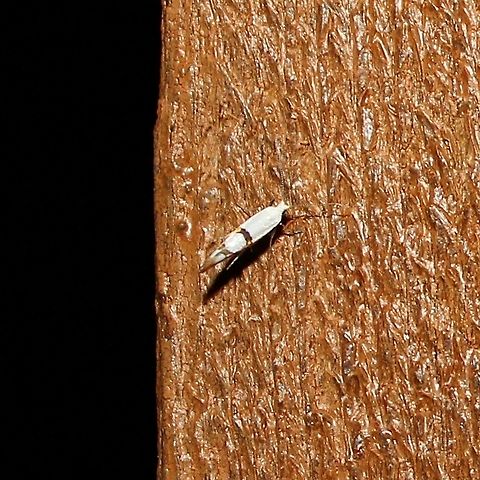 Argyresthia oreasella Argyresthia oreasella (Cherry Shoot Borer) Argyresthia oreasella,Cherry Shoot Borer,Geotagged,Lepidoptera,Summer,United States,Yponomeutidae,insect,moth
