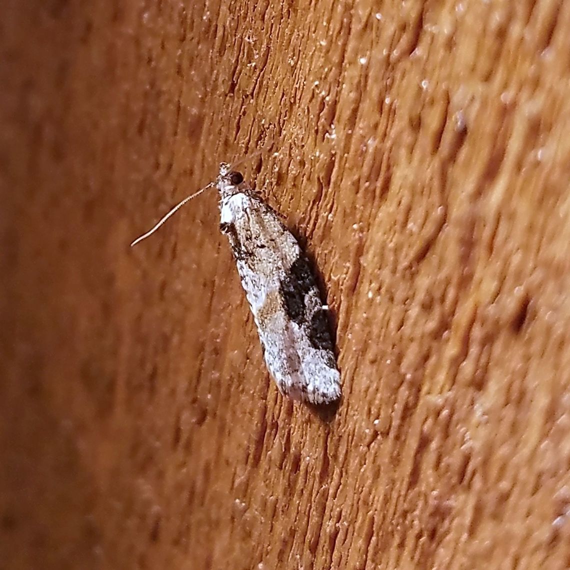 Argyrotaenia mariana Argyrotaenia mariana Argyrotaenia mariana,Geotagged,Spring,United States