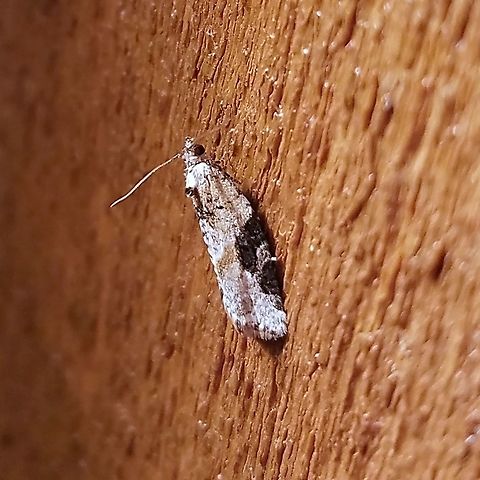 Argyrotaenia mariana Argyrotaenia mariana Argyrotaenia mariana,Geotagged,Spring,United States