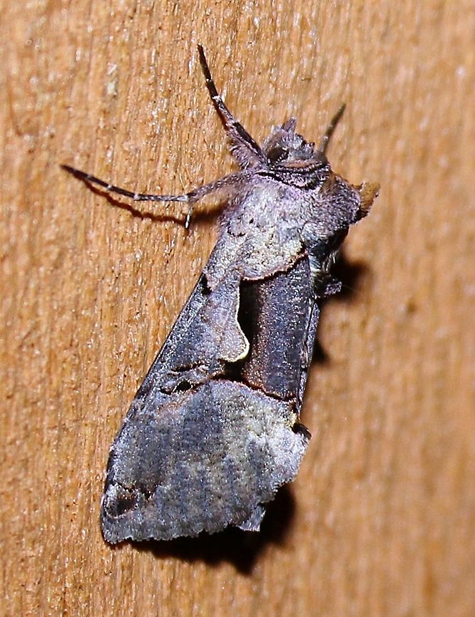 Autographa ampla Autographa ampla Autographa ampla,Geotagged,Summer,United States