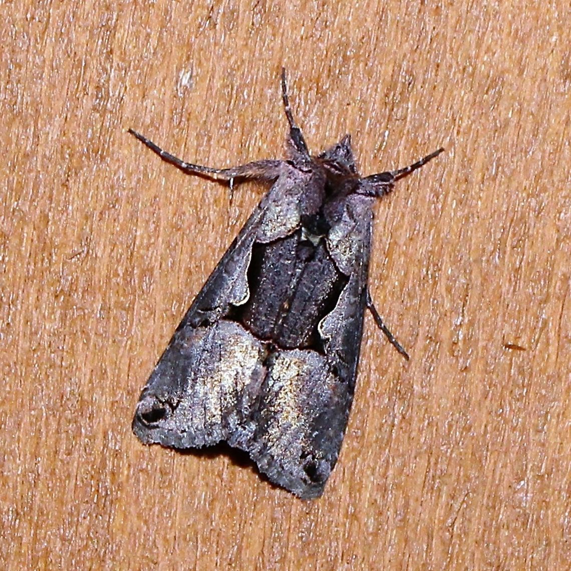 Autographa ampla Autographa ampla Autographa ampla,Geotagged,Minnesota,Summer,United States