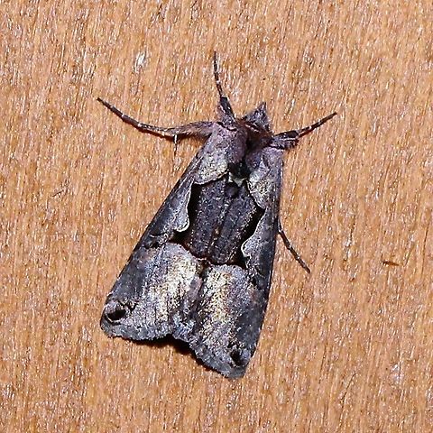 Autographa ampla Autographa ampla Autographa ampla,Geotagged,Minnesota,Summer,United States