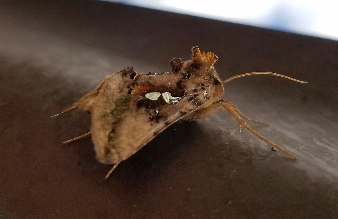 Autographa bimaculata Autographa bimaculata (Two-spotted Looper) Autographa bimaculata,Geotagged,Minnesota,Summer,Two-spotted Looper,United States