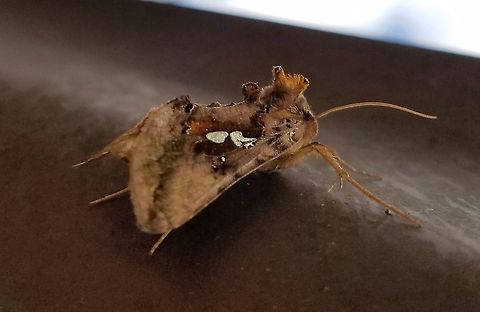 Autographa bimaculata Autographa bimaculata (Two-spotted Looper) Autographa bimaculata,Geotagged,Minnesota,Summer,Two-spotted Looper,United States