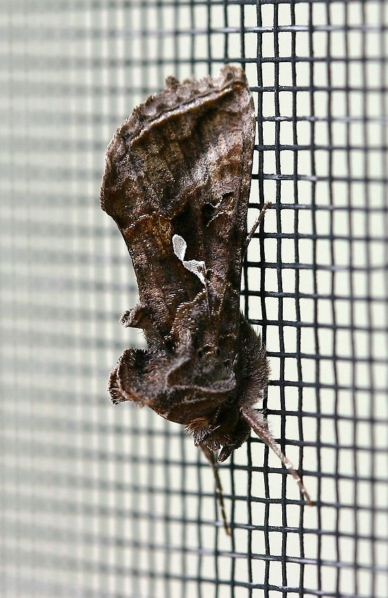 Autographa precationis Autographa precationis (Common Looper Moth) Autographa precationis,Common Looper Moth,Fall,Geotagged,Minnesota,United States