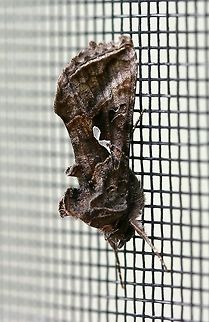 Autographa precationis Autographa precationis (Common Looper Moth) Autographa precationis,Common Looper Moth,Fall,Geotagged,Minnesota,United States