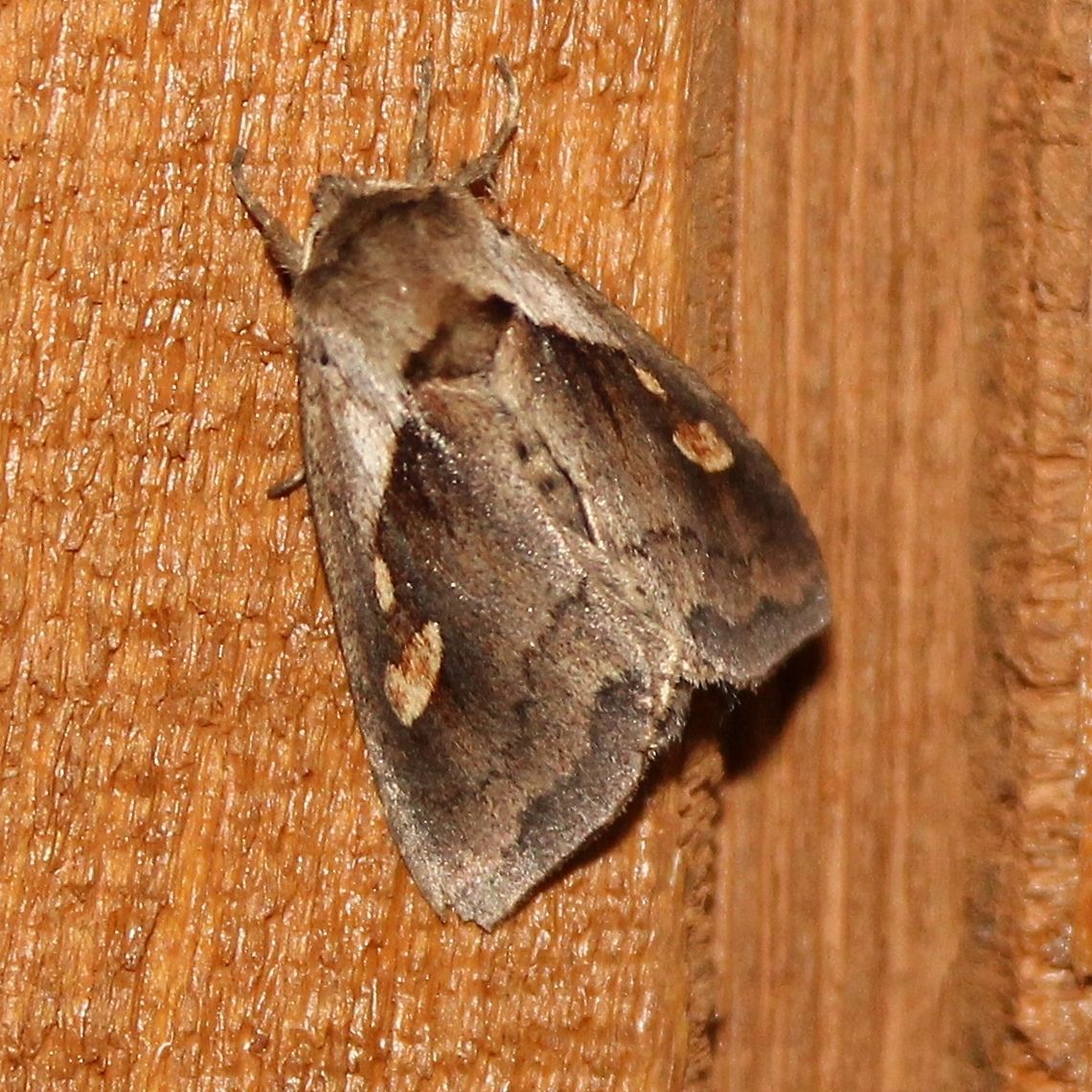 Bellura obliqua Bellura obliqua (Cattail Borer Moth). Larval hosts reported are  American Lotus, Arrowheads, Bur-reed, Cattails, Pickerelweed, and Skunk Cabbage Bellura obliqua,Cattail Borer Moth,Geotagged,Minnesota,Summer,United States