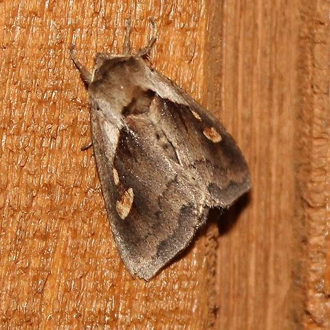 Bellura obliqua Bellura obliqua (Cattail Borer Moth). Larval hosts reported are  American Lotus, Arrowheads, Bur-reed, Cattails, Pickerelweed, and Skunk Cabbage Bellura obliqua,Cattail Borer Moth,Geotagged,Minnesota,Summer,United States