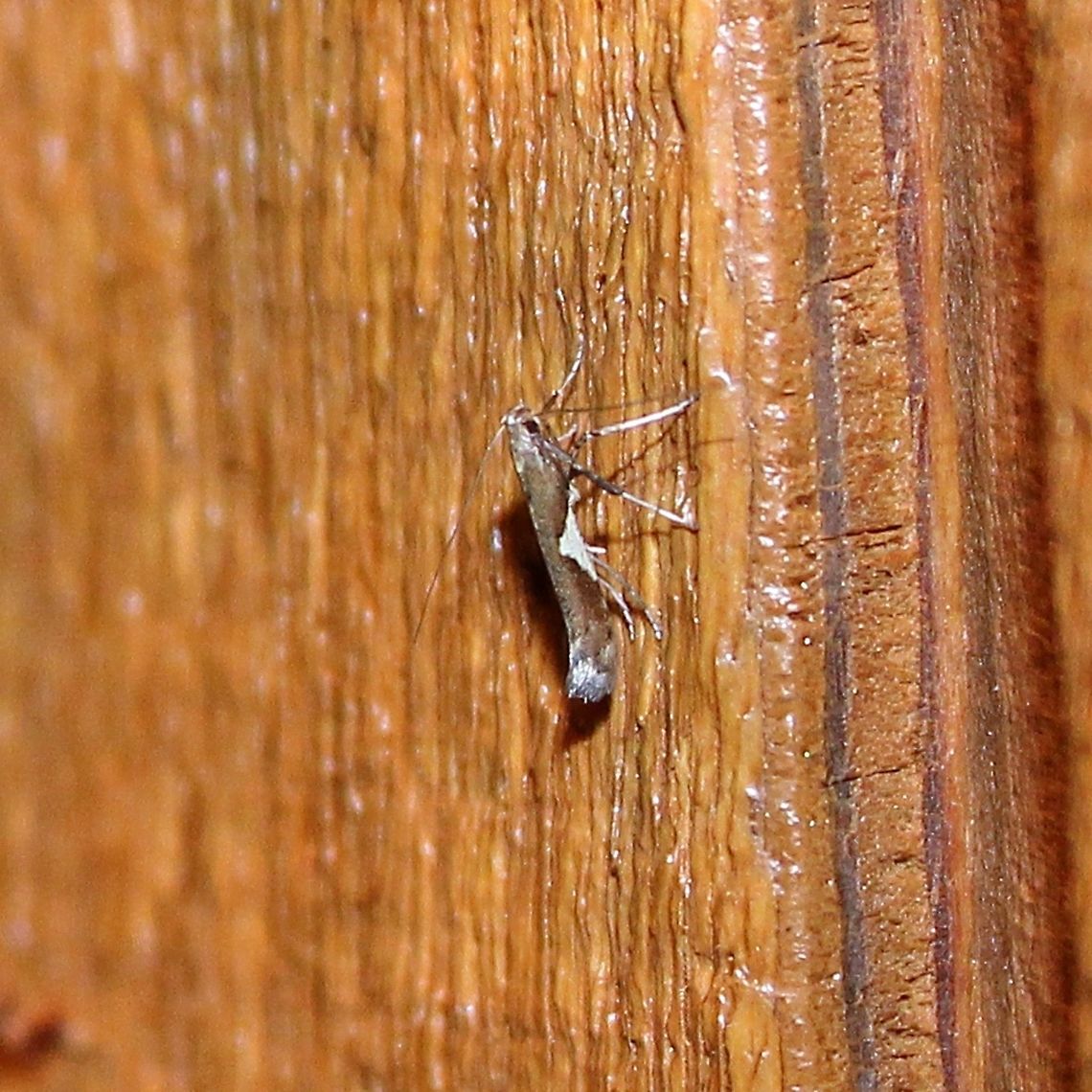 Caloptilia stigmatella Caloptilia stigmatella (Leaf Miner). The larvae feed on Willow (Salix) and Poplar (Populus) by mining in the leaves. Caloptilia,Caloptilia stigmatella,Geotagged,Leafminer,Minnesota,Summer,United States