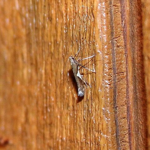 Caloptilia stigmatella Caloptilia stigmatella (Leaf Miner). The larvae feed on Willow (Salix) and Poplar (Populus) by mining in the leaves. Caloptilia,Caloptilia stigmatella,Geotagged,Leafminer,Minnesota,Summer,United States