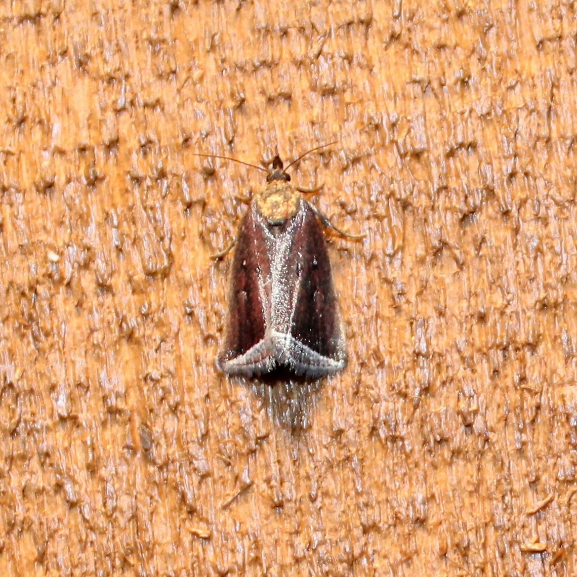 Capis curvata Capis curvata (Curved Halter Moth). According to Bug Guide <a href="https://bugguide.net/node/view/1191769/bgimage" rel="nofollow">https://bugguide.net/node/view/1191769/bgimage</a> the larvae of Capis curvata have been reared on sedge (Carex) found in upland oak woods although adults were observed in both upland and lowland areas. The Peterson Field Guide to Moths of Northeastern North America states, "Hosts: Unknown, but often found in damp woods." Capis curvata,Curved Halter Moth,Geotagged,Minnesota,Summer,United States