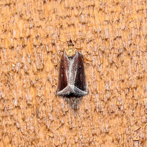 Capis curvata Capis curvata (Curved Halter Moth). According to Bug Guide https://bugguide.net/node/view/1191769/bgimage the larvae of Capis curvata have been reared on sedge (Carex) found in upland oak woods although adults were observed in both upland and lowland areas. The Peterson Field Guide to Moths of Northeastern North America states, "Hosts: Unknown, but often found in damp woods." Capis curvata,Curved Halter Moth,Geotagged,Minnesota,Summer,United States