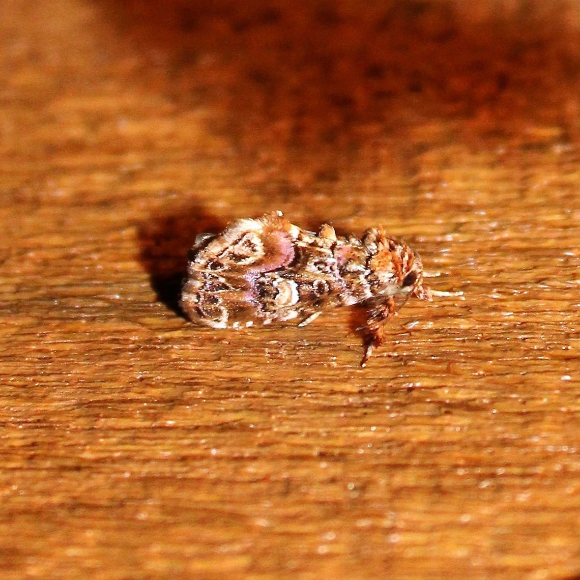 Callopistria mollissima Callopistria mollissima (Pink-shaded Fern Moth). Larvae feed on ferns. Callopistria mollissima,Geotagged,Minnesota,Pink-shaded Fern Moth,Summer,United States