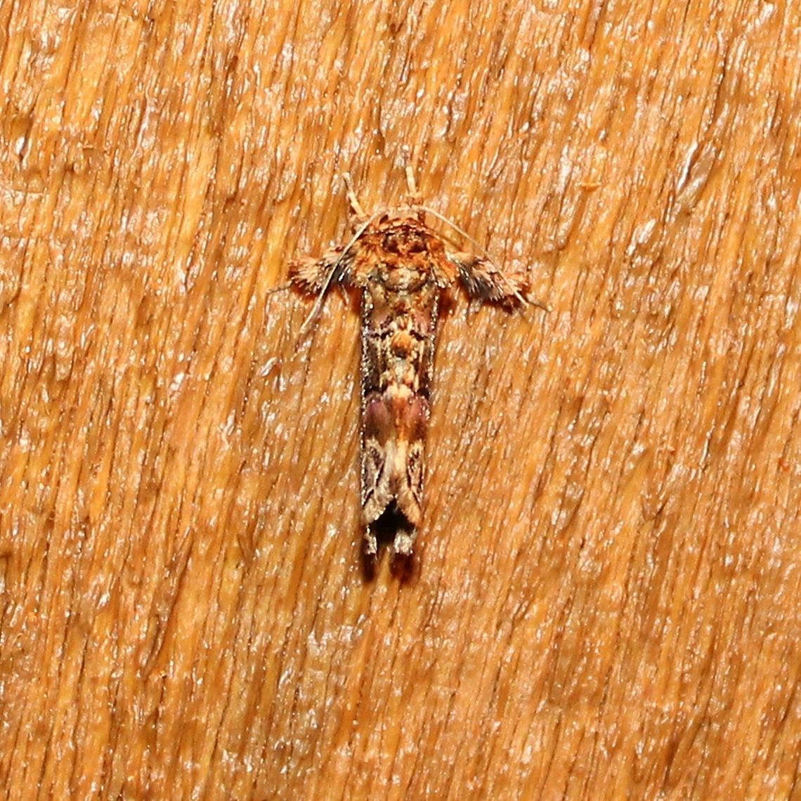 Callopistria_mollissima_0726  Callopistria mollissima,Geotagged,Summer,United States