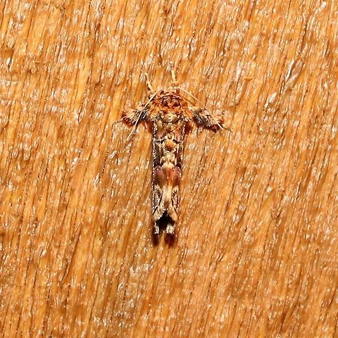 Callopistria_mollissima_0726  Callopistria mollissima,Geotagged,Summer,United States